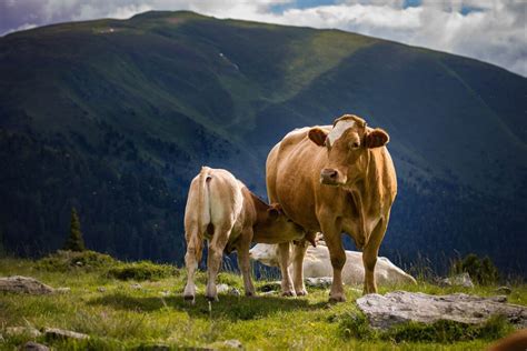 kuh muschi|Die Kuh – 12 faszinierende Fakten über Kühe 